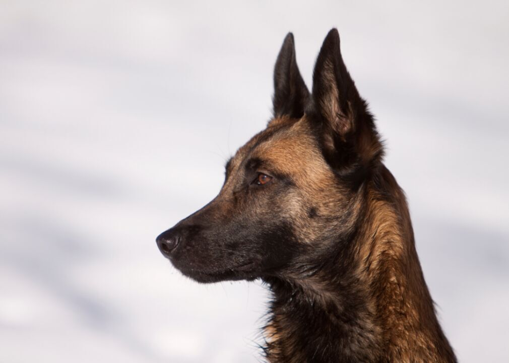 #15. Belgian sheepdog (tie)